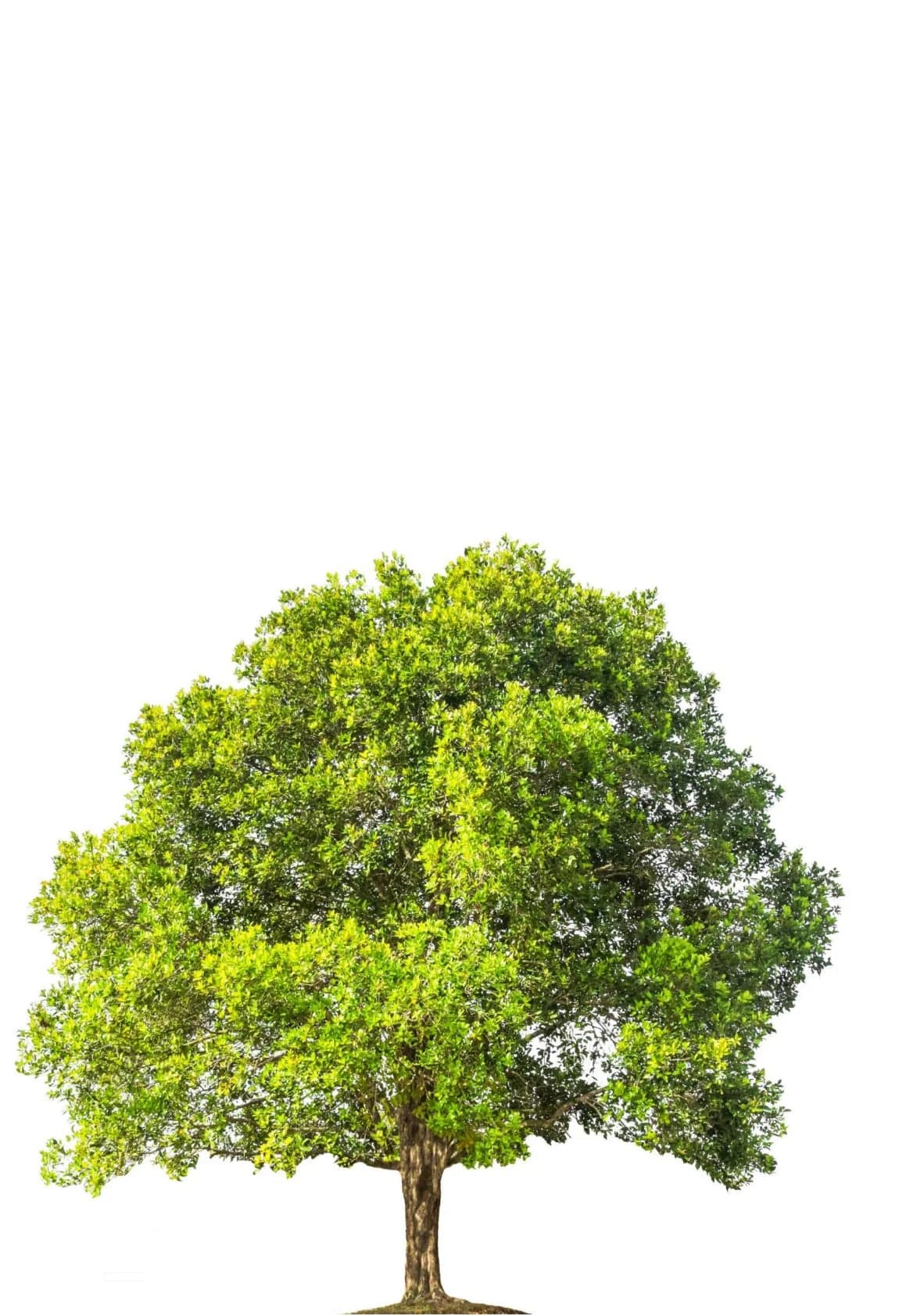 Aldous Huxley e l'ecologia