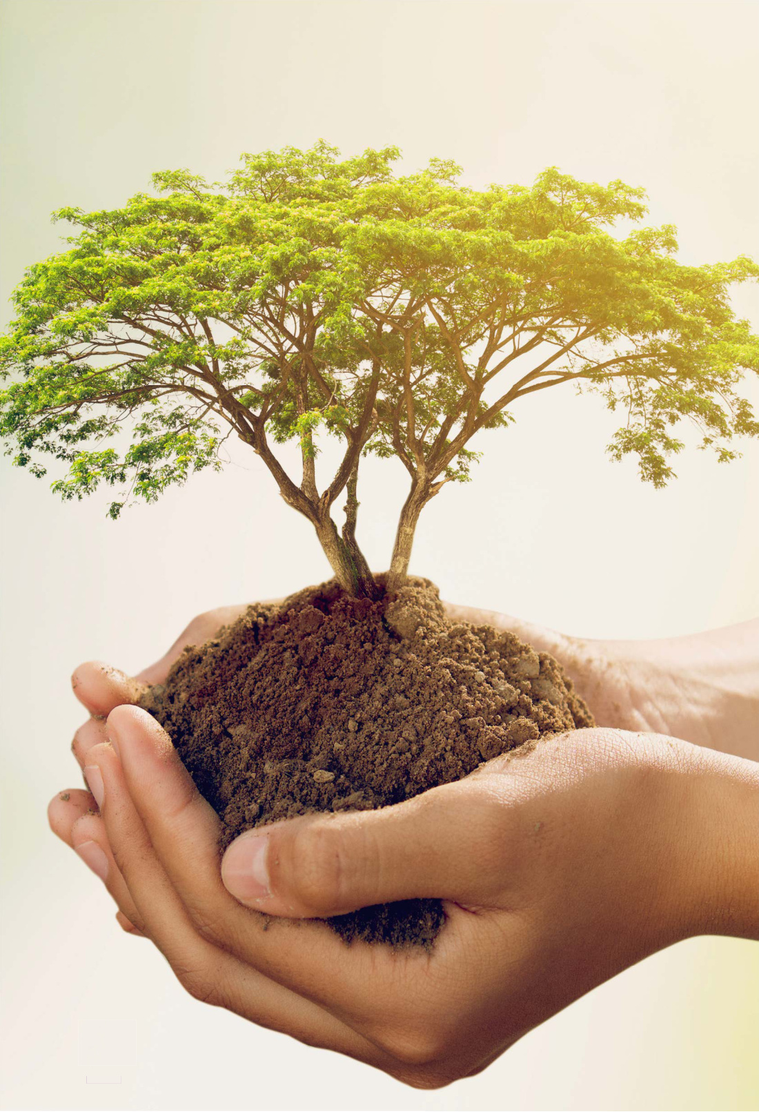 La gratitudine alle radici dell'albero della vita